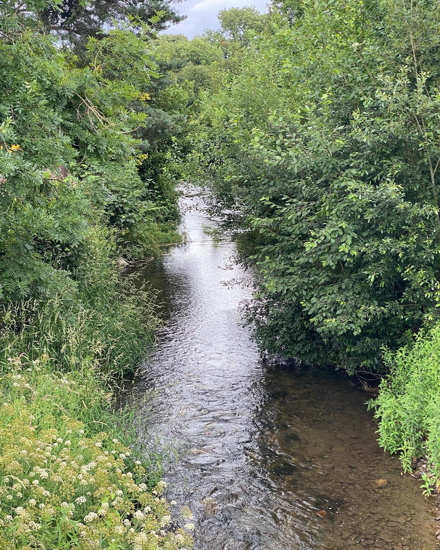 Tree-lined stream in the countryside near Kington