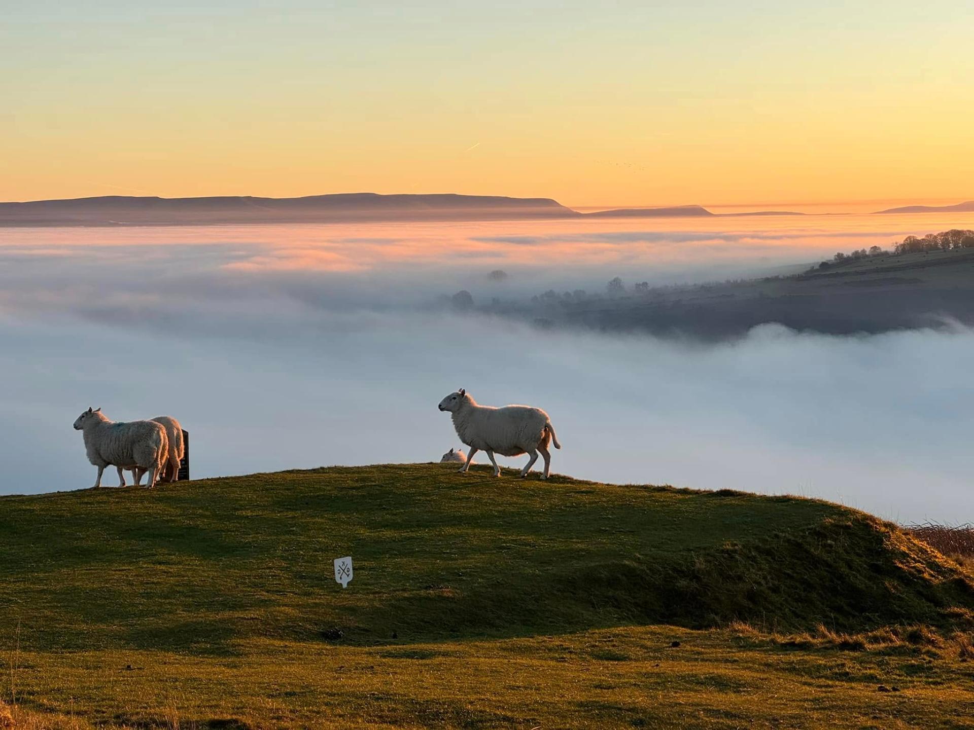 Sheep on Hergest Ridge above a sea of mist at sunrise