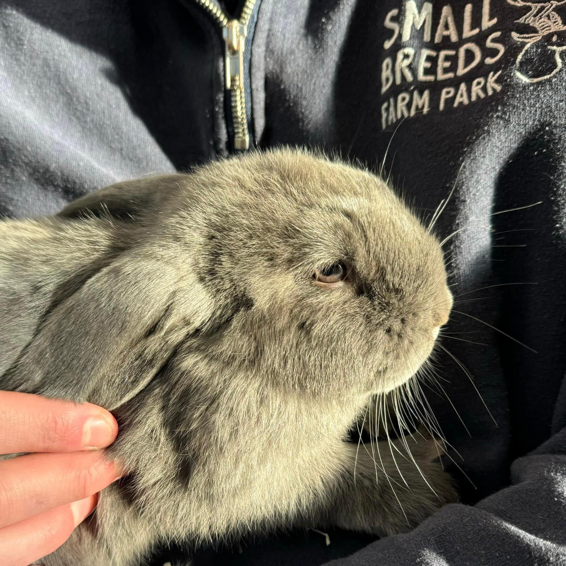 Friendly rabbit at Small Breeds Farm Park, a local family attraction